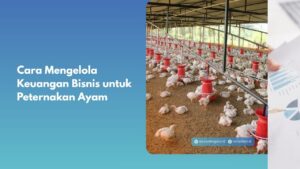 Cara Mengelola Keuangan Bisnis untuk Peternakan Ayam